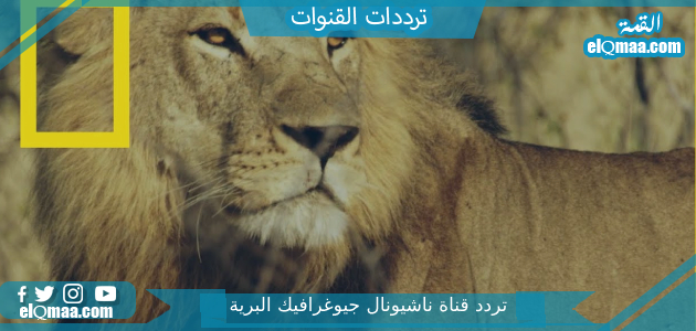 تردد قناة ناشيونال جيوغرافيك الجديد 2023 علي النايل سات وعربسات National Geographic Abu Dhabi