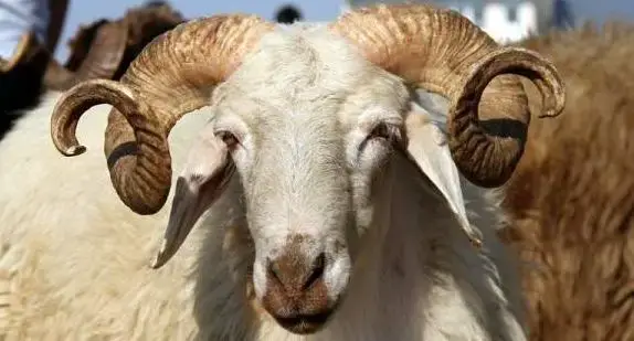 تفسير الاضحية في المنام