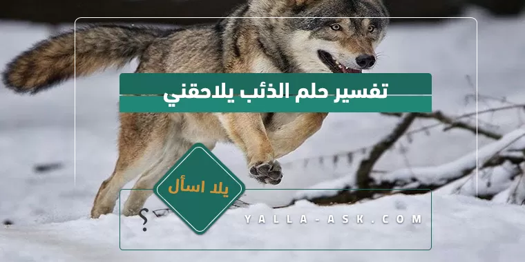 تفسير حلم الذئب يلاحقني