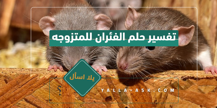 تفسير حلم الفئران للمتزوجه