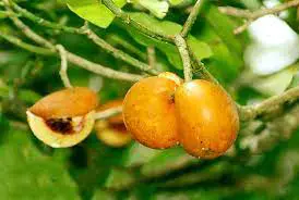 تفاحة - اسرار تفسير الاحلام