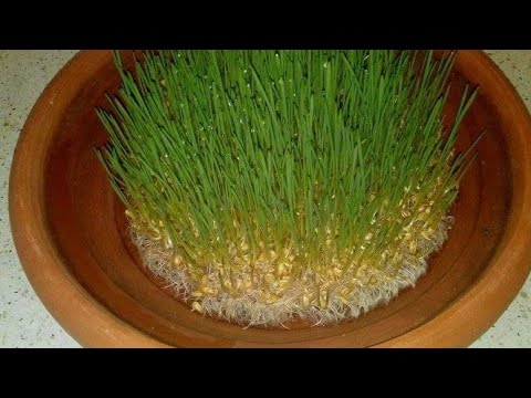 افضل طريقه تعرفك نوع الجنين من الشهر الاول إذا كان ولد او بنت عن طريق القمح والشعير - YouTube