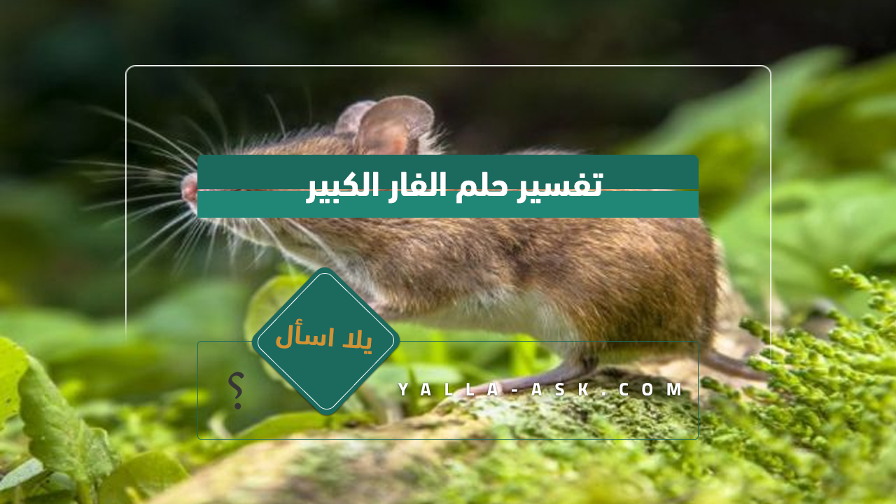 تفسير حلم الفار الكبير