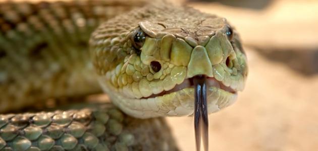 رؤية الثعبان في المنام للعزباء