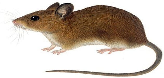 رؤية الفارة في المنام للمتزوجة