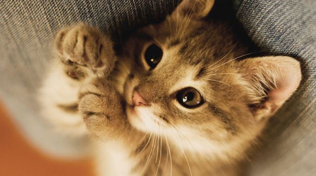 1737632467_230_ما-معنى-القطة-في-الحلم-عند-ابن-سيرين؟ ما معنى القطة في الحلم عند ابن سيرين؟