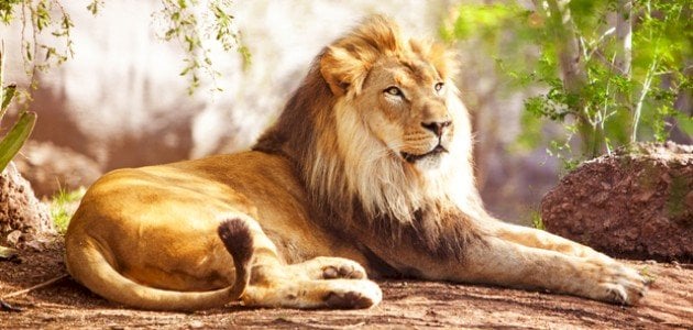 1737862731_466_تفسير-حلم-الاسد-في-المنام-للحامل-لابن-سيرين تفسير حلم الاسد في المنام للحامل لابن سيرين