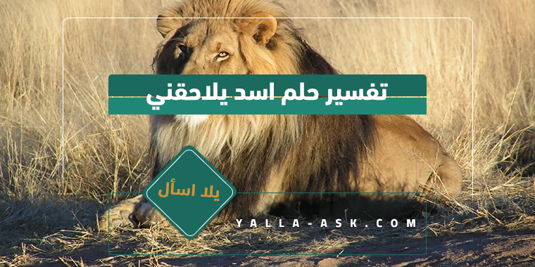 تفسير حلم الأسد الذي يتابعني ... ما هو تفسير رؤية حلم الأسد الذي يتابعني؟