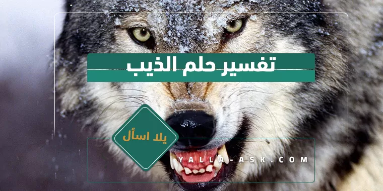 تفسير حلم الذئب... ما تفسير رؤية الذئب؟