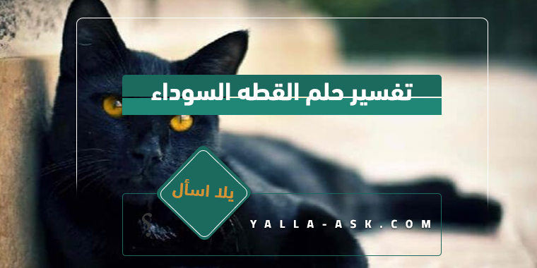 تفسير حلم القطة السوداء... ما تفسير رؤية حلم القطة السوداء؟