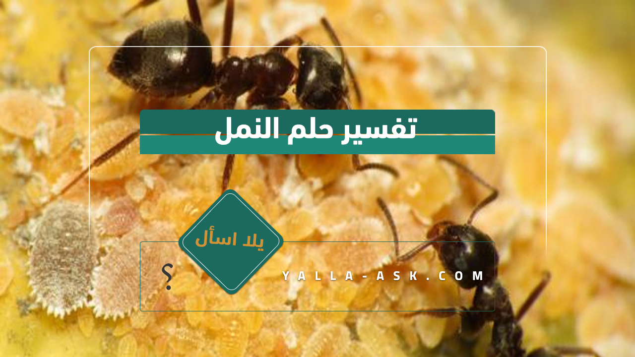 تفسير حلم النمل...معنى رؤية النمل في المنام لابن سيرين