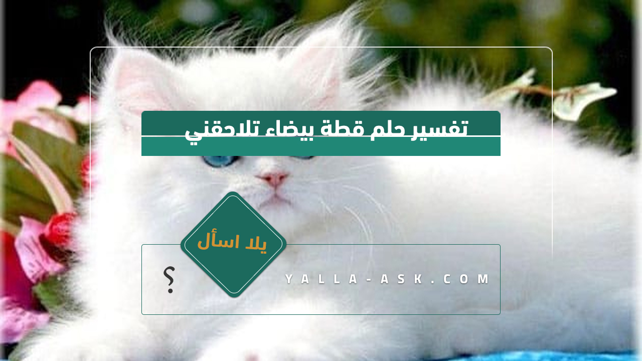 تفسير حلم قطة بيضاء تطاردني... ماذا يعني رؤية قطة بيضاء تلاحقني؟