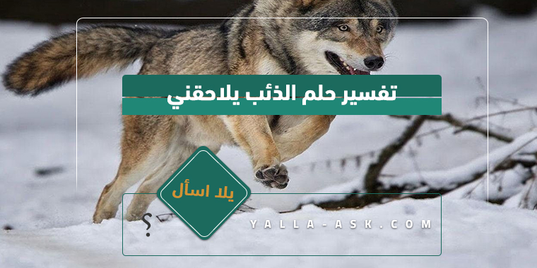 تفسير حلم يطاردني الذئب... ما تفسير رؤية الذئب يطاردني في المنام؟