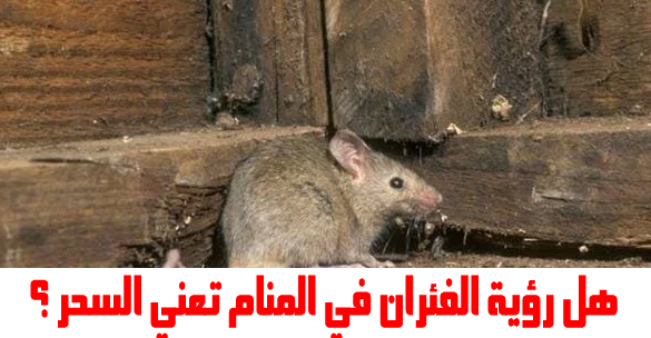 هل رؤية الفئران في المنام تدل على السحر؟