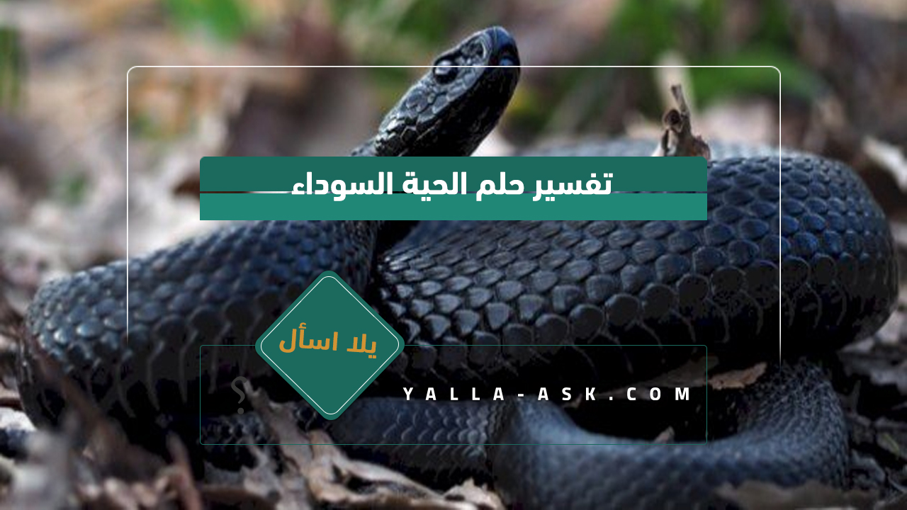 تفسير حلم الأفعى السوداء ... هل الشعور برؤية ثعبان أسود في حلم جيد أم سيئ؟