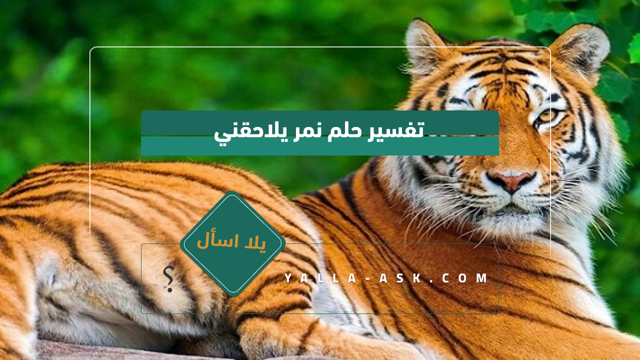 تفسير حلم النمر الذي يتابعني ... رأيت نمرًا يتابعني ، فماذا يعني ذلك؟