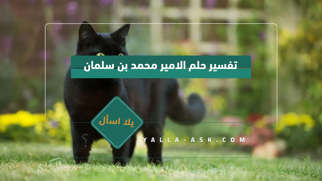 تفسير حلم قطة واحدة من النساء العازبات ... رأيت قطة سوداء في حلمي ، فما هو تفسيرها؟