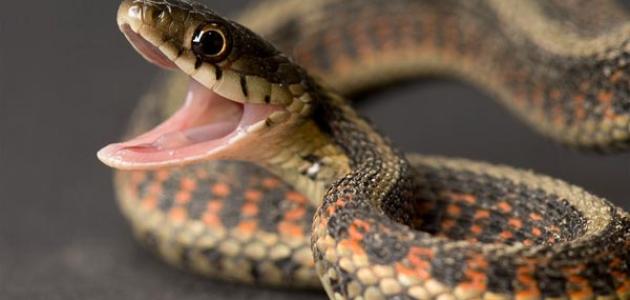 تعرف على تفسير رؤية الحية في المنام لابن سيرين