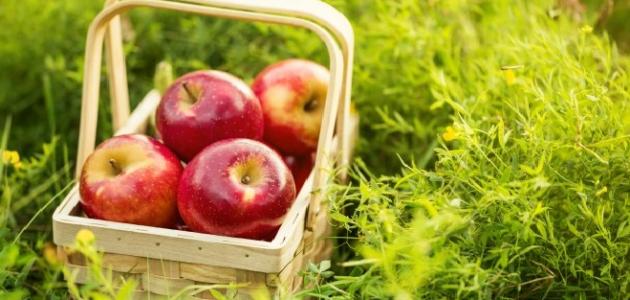 تفسير حلم أكل التفاح الأحمر للعزباء في المنام لابن سيرين