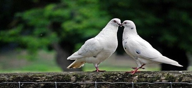 ما هو تفسير رؤية الحمام الأبيض في المنام للرجل لابن سيرين؟