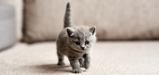 اعرف أكثر عن أهم 20 تأويل لتفسير حلم القطة الرمادية لابن سيرين