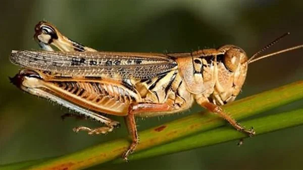 تعرف على أهم الدلالات التي ورد ذكرها عن ابن سيرين لتفسير حلم الجراد الأصفر للمتزوجه