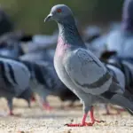 ما هو تفسير حلم الحمام الصغير في العش عند ابن سيرين؟
