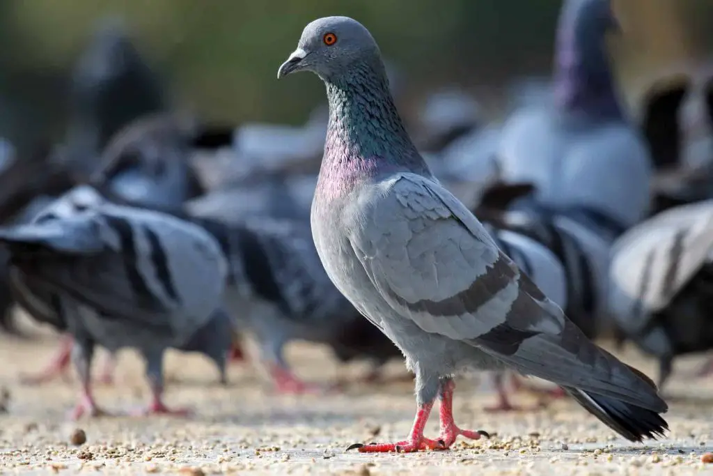 ما هو تفسير حلم الحمام الصغير في العش عند ابن سيرين؟