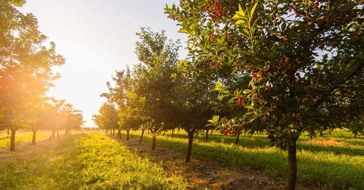 تعرف على أهم الدلالات التي وردت عن ابن سيرين لتفسير حلم المشي في بستان أخضر للمتزوجه
